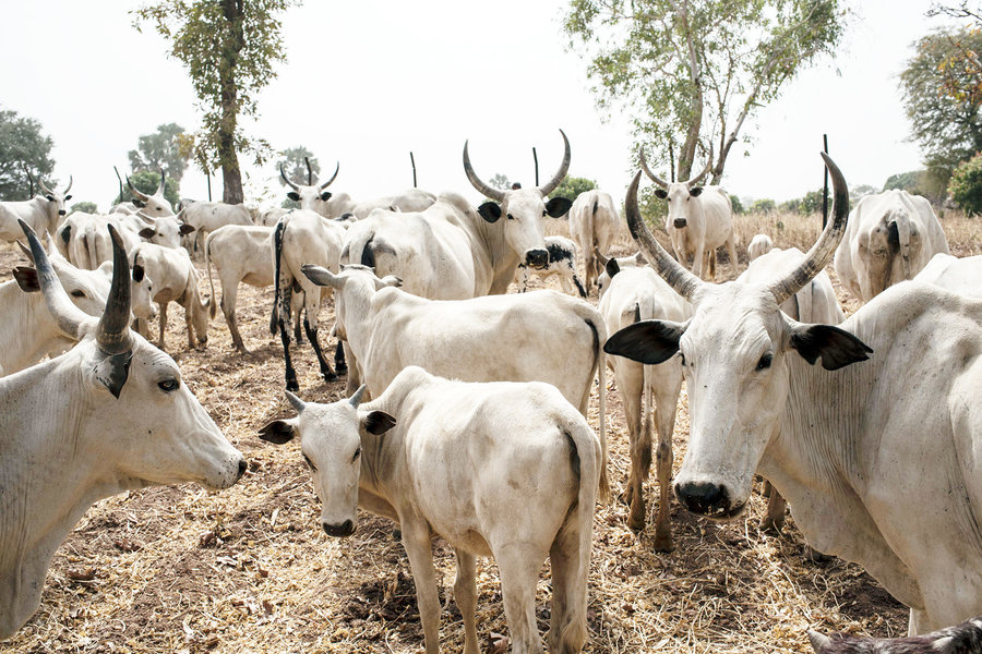 Cattle